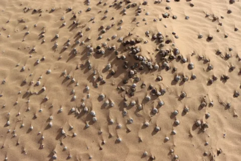 yomg005 couv3 laayoune recherche paysage