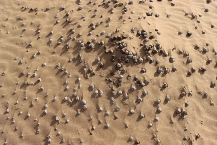 yomg005 couv3 laayoune recherche paysage